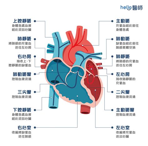 人的心臟位置|人體解剖學/心臟概況